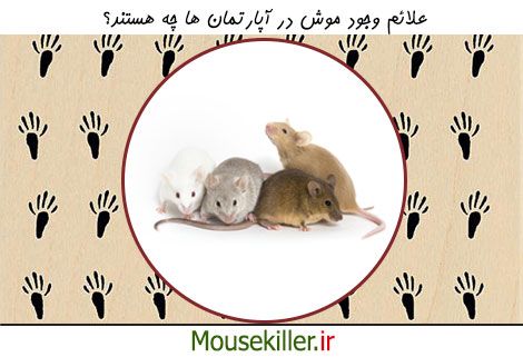 نشانه های موش در خانه ها