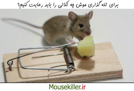 برای تله گذاری موفق چه اقداماتی لازم است؟