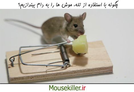 چگونگی به دام انداختن موش با تله