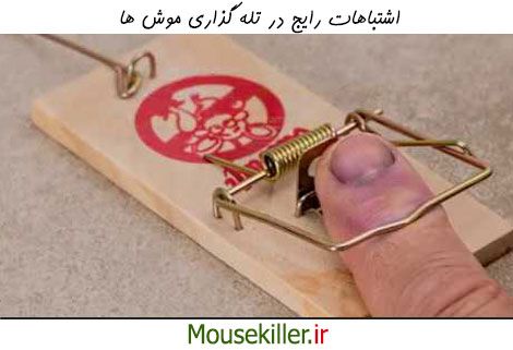 اشتباهات تله گذاری برای موش ها