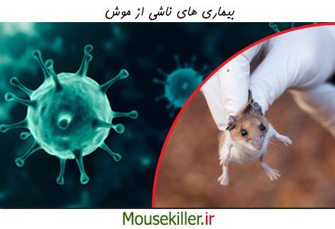 بررسی بیماری های ناشی از موش