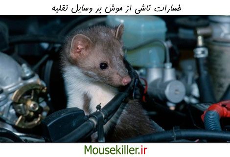 خسارات ناشی از موش در وسایل نقلیه